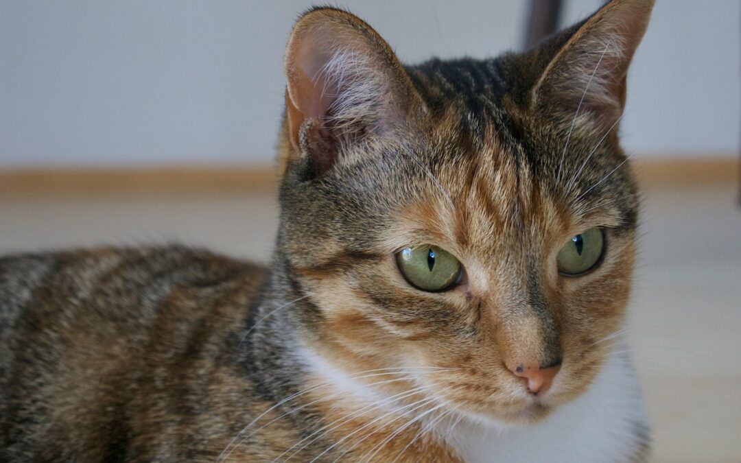 “how To Use Ecliptic Signs For Intuitive Self‑discovery” – Unlock…